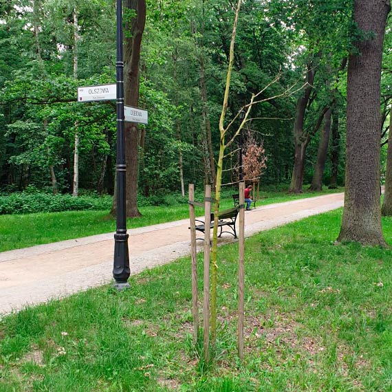 Zielona duma miasta - Park Zdrojowy straszy wysychajcymi drzewami!