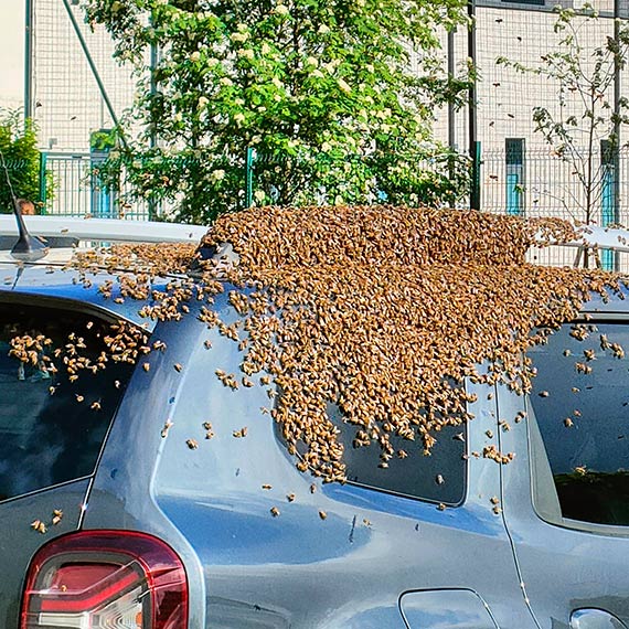 Niezwyky zwrot wydarze: Pszczoy „Okupuj” samochd na osiedlowym parkingu 